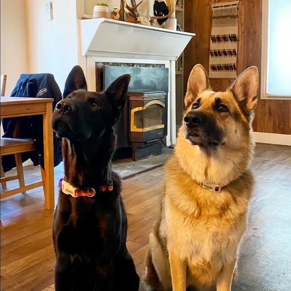 Pet friendly home - Picture 3 of 16